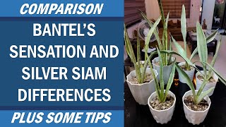 Comparing Bantel's Sensation Snake  Plant and Metallica Silver Siam Sansevieria