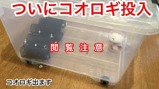 #2【番外編】コオロギをついに投入