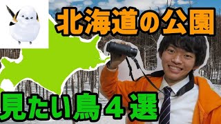 【野鳥観察】北海道の公園でバードウォッチングするならこれは見たい！って鳥を解説します。