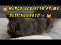 😺Mendy sculetta prima dell'agguato🐈‍⬛😽#mainecoon #mainecooncat #mainecoonkitten  #mainecoonlife