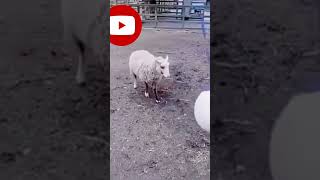 goat funny effect video| #shots #trending #viral #funny 😆🧙🧛