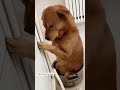 dog  funny video reels 😛Tamil funny video😛comedy status 😛