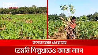 পঞ্চগড়ে প্রথমবারের মতো বাণিজ্যিকভাবে চাষ হচ্ছে কাসাবা | DBC NEWS