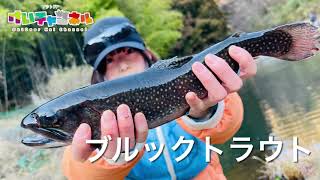 【フライフィッシング】エリアトラウトで七目釣り！奈良子釣りセンター