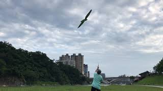 盤鷹風箏2018/07/05金剛鸚鵡放飛