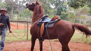 PRIMEIRO EXERCÍCIO DE CHARRETEAMENTO DO CAVALO ÁRABE PHILIPPE