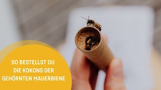 Gehörnte Mauerbiene bestellen - So funktioniert's