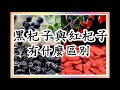 黑杞子與紅杞子有什麼區別（回應網友）