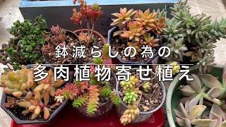 【多肉】#69 鉢減らしの為の多肉植物寄植え☆置き場所が無い8個の多肉鉢を手作りウッドプランターに寄植えしていきます。