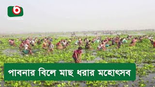 পাবনার বিলে মাছ ধরার মহোৎসব