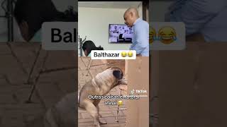 Balthazar telegram full video. #funny #ethiopia #balthazar  #gini #video#funny #new # #ethiopia