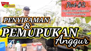 CARA TANAM ANGGUR DALAM POT Part #7 Cara Pemupukan Anggur dalam Pot.