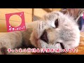 ジャンプ100連発するほど遊びに夢中すぎる猫