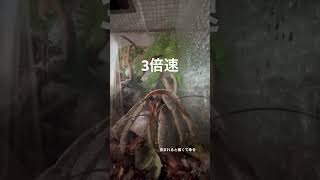 オカヤドカリがただボーっとしてるだけの動画🐚🌴