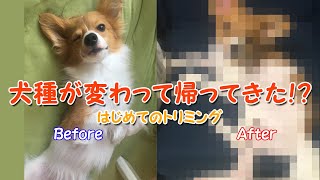 はじめてのトリミング【パピヨン】