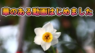 [花図鑑]華のある動画始めました[003] #shorts