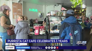 Purista Cat Cafe celebrating three years with weekend of cat-ivities