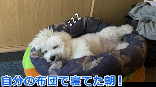 朝起きると自分の布団に帰って寝てた犬！ビションフリーゼ