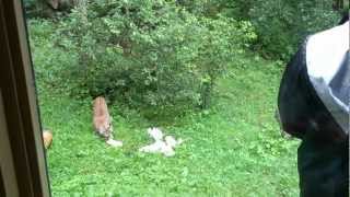 Feeding the bobcat!