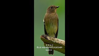 オオルリ Blue-and-WhiteFlycatcher