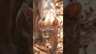 Master of Stealth | The Fossa #animals #shorts