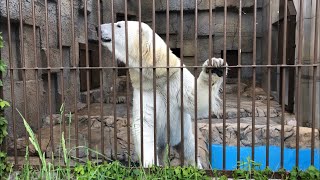 20190529:今日の円山動物園