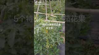 新品种水果蕃茄大量开花