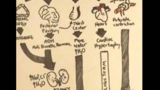 Renin-Angiotensin-Aldosterone System Overview