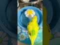 フラワーファウンテンで水浴びするセキセイインコのキピヨちゃん（2021.9.22）