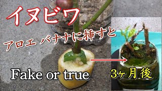 【検証してみた】Fake or true 3ヶ月後、挿し木 イヌビワをアロエに挿しアロエをバナナに挿すと