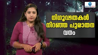 World's Oldest Forest | നിഗൂഡതകൾ നിറഞ്ഞ പുരാതന വനം