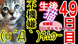 寝起きが不機嫌な子猫がこちらです動画です。【保護猫関連】