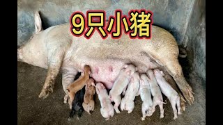 9只小猪，高州小伙养的母猪安全生下猪仔，非常可爱