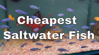 Buying Freshwater Fish For My Saltwater Tank - Day 14