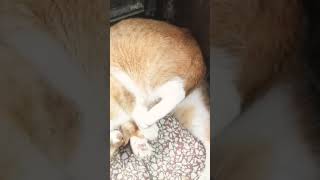 可愛黃貓在玩自己的尾巴 一天心情都好了！！ #shorts #cats #cute #貓咪