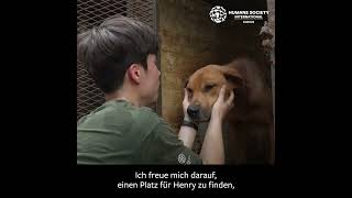 Das ist Henry, die wir von einer südkoreanischen Hundefarm gerettet haben.