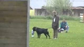 Wanjeena's Dikke Tommy, MAG test 2003, met eigenaar.wmv