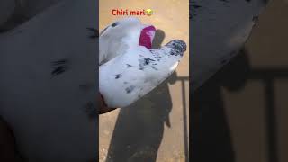 #pigeon chiri mari #birds #pets #trendingshorts #shortsfeed #bird