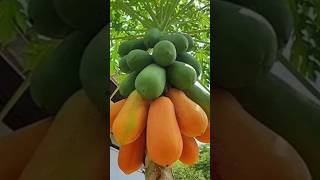 🪴 What's the Secret to Growing Papaya Trees FAST | #facts #ytshort #tree #papaya #farming #viral 🪴