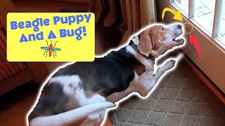 ArnieTheBeagle - Cute Beagle Puppy And The Bug