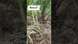 #ปาล์มทนน้ำจริงๆ#เกษตรพอเพียง#shortvideo #เกษตรยั่งยืน