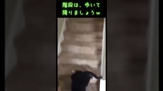 階段を滑り降りる犬ｗ