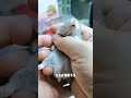 仓鼠每天竟然要睡这么久 pets 仓鼠 ハムスター 寵物 可愛動物 萌寵 cute 可愛