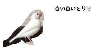 白文鳥文鳥動画「白い白い鳥さん」可愛いjava sparrow