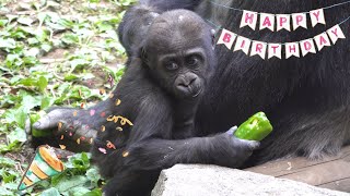 【Part2】🎂Happy 1st Birthday Sumomo 🦍🎊🎉