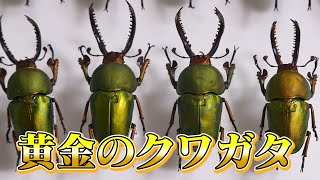 【黄金のクワガタ】パプアキンイロクワガタ