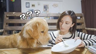 ゴールデンがどれだけ食いしん坊かわかる動画