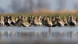 Aranylile - European golden plover - Pluvialis apricaria