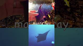 Kids Learn | Sea Animal Names at the Pond: Lobster Tiger Shark Manta Ray Manatee Dolphin