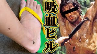 ヒルに血を吸われた Bloodsucker Leech 山蛭 ヤマビル キルビル 生まれて初めての吸血ヒル ヒルに刺されたら